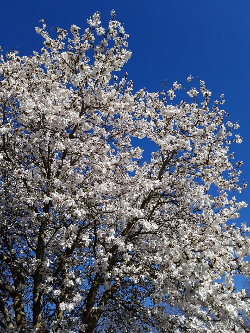 M. x loebneri 'Merrill' AGM